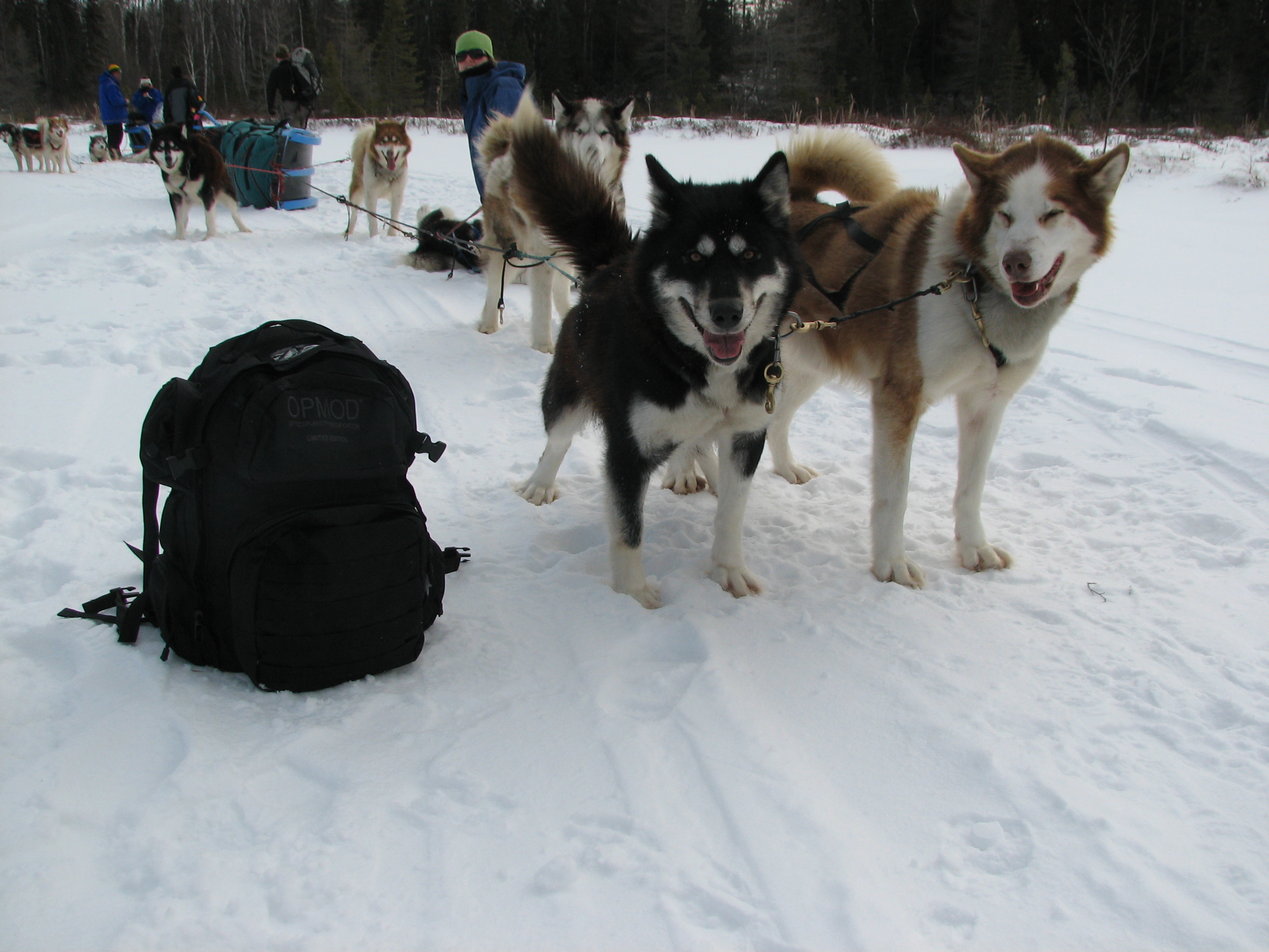 Sled Dogs With OPMOD Tac Pack