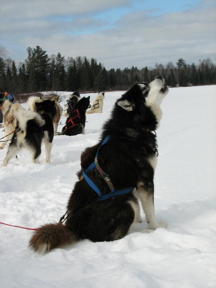 Sled Dog Sam howling