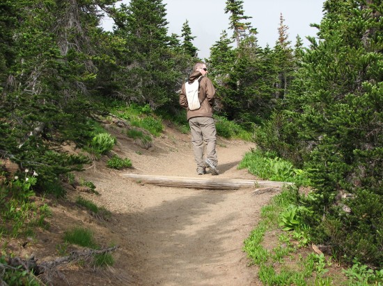 Mt. Rainier Hiking Trails in Seattle