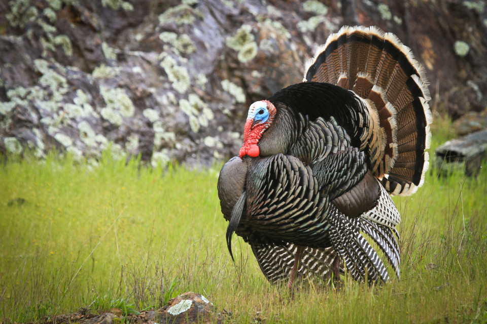 Top Turkey Hunting States For 2018 GearExpert
