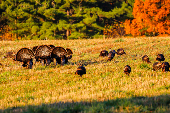 Field of Turkeys