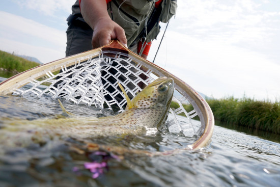 Brown Trout in Net