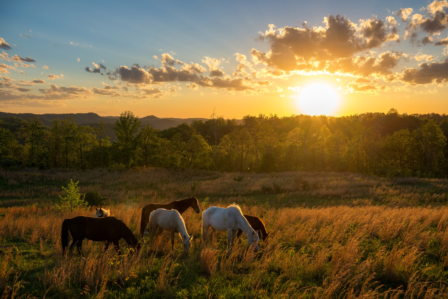 Kentucky Wild Horses