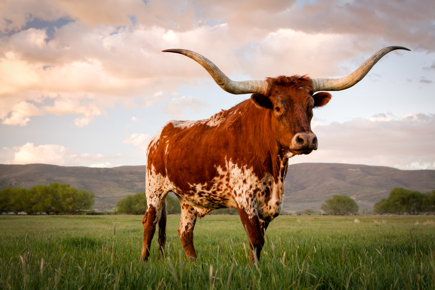 Texas Longhorn